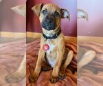Small Photo #27 Black Mouth Cur-Unknown Mix Puppy For Sale in Wakefield, RI, USA