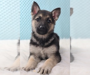 German Shepherd Dog Puppy for sale in WARREN, MA, USA