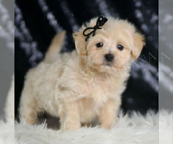 Medium Photo #2 Maltipoo (Miniature) Puppy For Sale in WARSAW, IN, USA