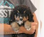Small #1 Bernedoodle (Miniature)