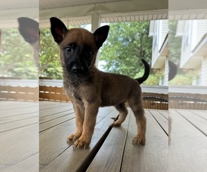 Belgian Malinois Puppy for sale in CHARLOTTE, NC, USA