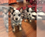 Small Photo #1 Australian Cattle Dog Puppy For Sale in POUND, VA, USA