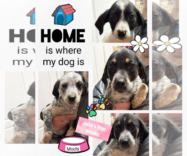 Medium Photo #2 Bluetick Coonhound-Border Collie Mix Puppy For Sale in Brooksville, FL, USA