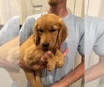 Puppy Rue Golden Retriever