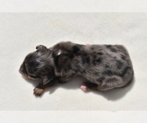 Medium Photo #3 Miniature Australian Shepherd Puppy For Sale in PALM COAST, FL, USA