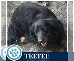 Small #2 Dachshund Mix