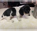 Small #1 Dachshund