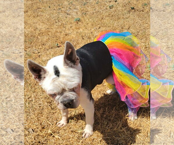 Medium Photo #3 Boston Terrier Puppy For Sale in Little Elm, TX, USA