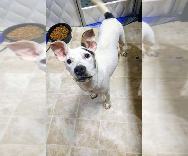 Medium Photo #1 American Staffordshire Terrier-Unknown Mix Puppy For Sale in Holly Springs, NC, USA