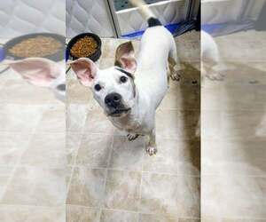 American Staffordshire Terrier-Unknown Mix Dogs for adoption in Holly Springs, NC, USA