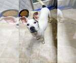 Small American Staffordshire Terrier Mix