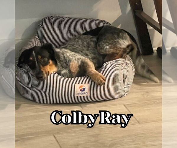 Medium Photo #3 Dachshund-Unknown Mix Puppy For Sale in San Antonio, TX, USA