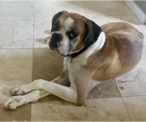 Boxer Dogs for adoption in Katy, TX, USA