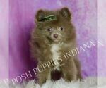 Small Photo #11 Pomeranian Puppy For Sale in WARSAW, IN, USA