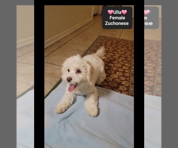 Medium Photo #3 Havanese-Zuchon Mix Puppy For Sale in TUCSON, AZ, USA
