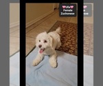 Ulla - Female Havanese-Zuchon Mix Puppy for Sale - Photo #3