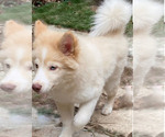 Puppy 1 Samoyed-Siberian Husky Mix
