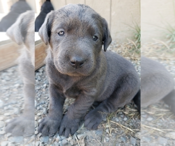 Medium Photo #4 Labrador Retriever Puppy For Sale in OLYMPIA, WA, USA
