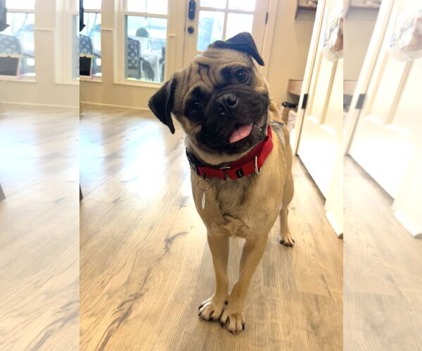 Medium Photo #4 Pug-Unknown Mix Puppy For Sale in Princeton, MN, USA