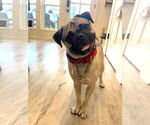 Small #3 Pug Mix