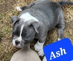 Small Photo #21 American Bully Puppy For Sale in OLYMPIA, WA, USA