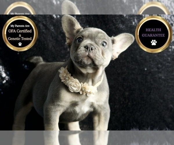 Medium Photo #8 French Bulldog Puppy For Sale in WARSAW, IN, USA