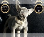 Small #7 French Bulldog