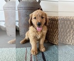 Puppy Puppy 1 Golden Retriever