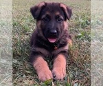 Small Photo #5 German Shepherd Dog Puppy For Sale in HEDGESVILLE, WV, USA