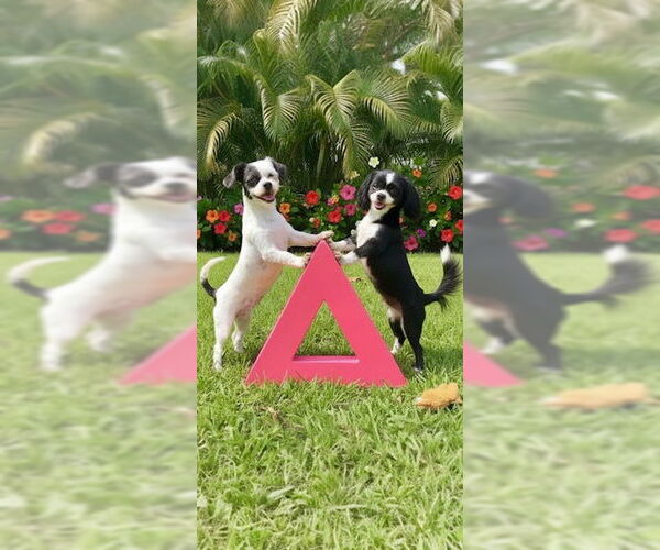 Medium Photo #4 Shih Tzu Puppy For Sale in Weston, FL, USA