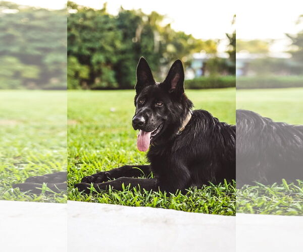 Medium Photo #2 German Shepherd Dog Puppy For Sale in Miami, FL, USA