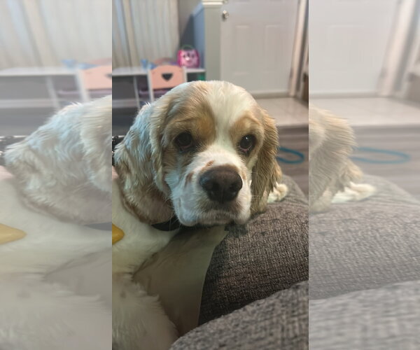 Medium Photo #3 Cocker Spaniel Puppy For Sale in Livonia, MI, USA