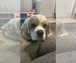 Small #2 Cocker Spaniel