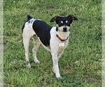 Small Photo #6 Rat Terrier Puppy For Sale in Atlanta, GA, USA