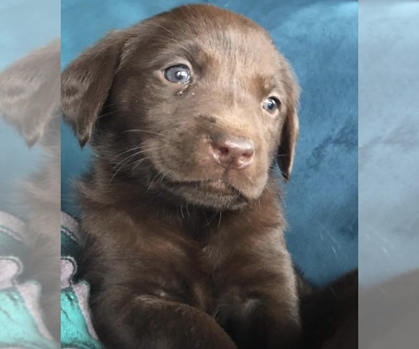 Medium Photo #9 Labrador Retriever Puppy For Sale in ALDERPOINT, CA, USA