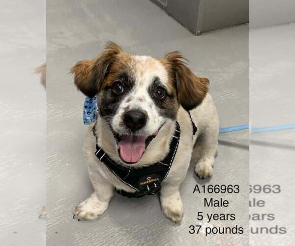 Medium Photo #1 Unknown-Welsh Corgi Mix Puppy For Sale in Calgary, Alberta, Canada