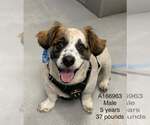 Small Welsh Corgi Mix