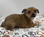 Small Photo #18 Jack Chi Puppy For Sale in SAINT AUGUSTINE, FL, USA
