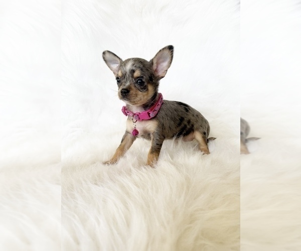 Medium Photo #10 Chihuahua Puppy For Sale in SACRAMENTO, CA, USA