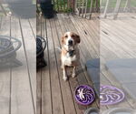 Small Coonhound-Labrador Retriever Mix