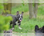 Small #15 French Bulldog