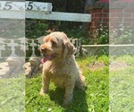 Small #2 Cocker Spaniel