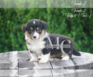 Pembroke Welsh Corgi Puppy for sale in ANDALUSIA, AL, USA