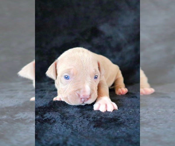 Medium Photo #21 American Bully Puppy For Sale in PALMDALE, CA, USA