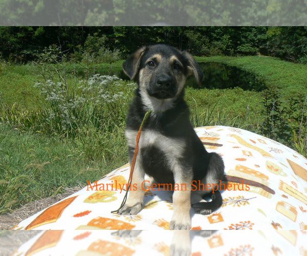 Medium Photo #2 German Shepherd Dog Puppy For Sale in PIEDMONT, MO, USA