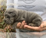 Small Photo #5 Chinese Shar-Pei Puppy For Sale in MERRITT IS, FL, USA