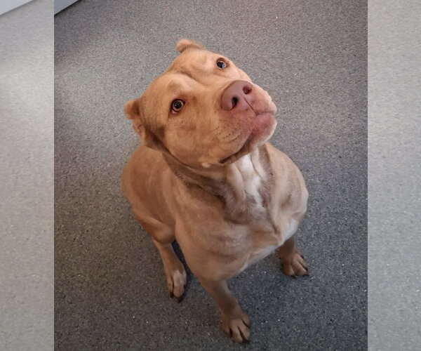 Medium Photo #1 Mutt Puppy For Sale in Low Moor, VA, USA