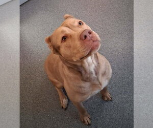 Mutt Dogs for adoption in Low Moor, VA, USA