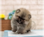 Small Photo #6 Pomeranian Puppy For Sale in MANHATTAN, NY, USA