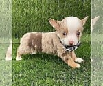 Small #14 Chihuahua